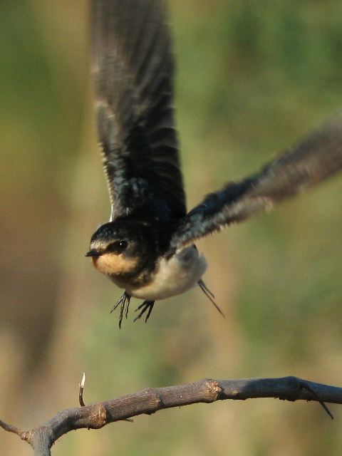 Barn Swallows and Tree Swallow